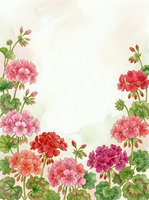 Watercolor geranium flowers frame with pink and red blooms on textured background for greeting cards, invitations and floral design projects.