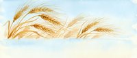 Golden wheat ears swaying in gentle breeze against soft blue sky background, agricultural harvest season concept for farming and food industry designs.