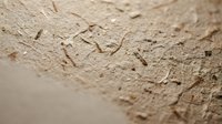Close-up of wood surface damaged by termite infestation showing tunnels and holes created by insects eating through natural timber material.