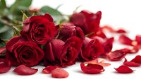 Deep red roses with water droplets and scattered petals on white background, perfect for romantic occasions and floral designs.