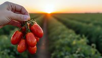 Hand holding fresh ripe red tomatoes at sunset in agricultural field. Organic farming harvest concept for healthy food production and sustainable agriculture.