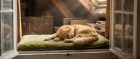 Ginger cat sleeping on green cushion in open window with vintage interior and wooden shutters, domestic pet relaxation.