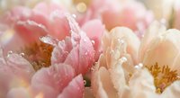 Soft pink and white peony flowers with delicate water droplets on petals, romantic floral arrangement for wedding decor, spring garden blooms, feminine design.