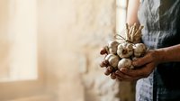 Farmer holding fresh garlic bulbs with roots and soil, harvested produce in hands for agricultural, farming, and food production use.