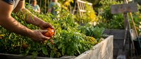 Gardener harvesting ripe tomato from raised bed in sunny vegetable garden, sustainable farming and homegrown produce concept.