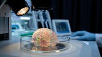Human brain model in glass petri dish under laboratory microscope light for medical research and neuroscience study in modern scientific facility.
