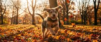 Brown dog walking through autumn park covered with fallen leaves, golden sunlight filtering through bare trees, outdoor pet photography.
