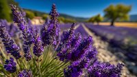 Vibrant purple lavender flowers in bloom against blurred rows of lavender field in Provence countryside with mountains in background on sunny day.