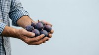 Farmer holding fresh ripe figs in hands against white background. Harvest concept for agriculture, organic produce, and food industry marketing materials.
