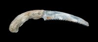 Vintage folding saw with curved bone handle and serrated metal blade, isolated on transparent background, ready for clipart, print-on-demand, t-shirt design, and sublimation projects.