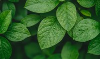 Fresh green leaves with morning dew drops creating natural pattern. Macro photography shows water droplets on foliage surface in garden environment.