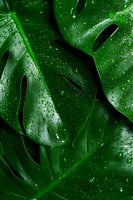 Fresh monstera leaves with water drops creating natural pattern, dark green tropical foliage close-up for nature and wellness backgrounds.