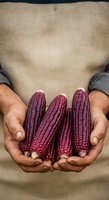 Male farmer with dark skin tone holding fresh purple corn cobs in hands, wearing beige sweater. Harvest and agriculture concept for farming, food production, and organic crops.