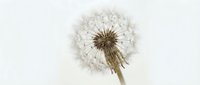 Mature dandelion seedhead with delicate white seeds ready to disperse, isolated on white background for design and botanical projects.