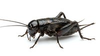 Dark cricket insect with long antennae and legs isolated on white background, suitable for educational materials, nature guides, pest control resources, and zoological publications.