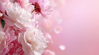 Delicate pink peonies in full bloom against soft pink bokeh background, creating romantic floral composition for wedding designs and spring celebrations.