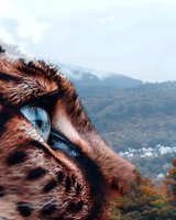Striking close-up of leopard eye with piercing blue iris against mountain landscape backdrop, combining wildlife and nature in dramatic composition. Autumn forest scene visible.