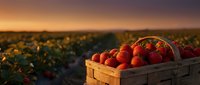 Fresh ripe strawberries in wooden basket at sunset in agricultural field. Organic berry harvest concept for healthy eating and farm produce marketing.