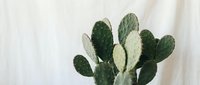 Green prickly pear cactus with flat oval pads against neutral beige background for modern home decor and botanical design projects.