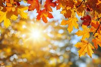 Vibrant autumn maple leaves in red, orange and yellow colors frame sunburst through golden bokeh background, creating seasonal nature atmosphere.