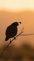 Bird silhouette perched on bare branch against warm golden sunset sky, suitable for nature, wildlife, and inspirational design projects.