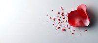 Single red rose petal breaking apart with scattered fragments on white background, symbolizing fragility, heartbreak and emotional transformation.