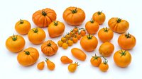 Assorted orange pumpkins and small decorative gourds isolated on white background, perfect for autumn harvest designs, fall seasonal graphics, and Halloween themed projects.