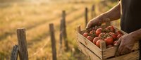 Farmer hands holding wooden crate full of fresh ripe tomatoes at sunset in agricultural field with fence posts creating warm golden hour harvest scene.