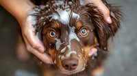 Close up portrait of wet Australian Shepherd puppy with soap suds during bath time, showing bright eyes and expressive face while being held by caring hands.