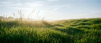 Scenic rolling grassland with tall wild grasses and gentle hills under soft sunlight, suitable for nature, agriculture, and landscape design projects.