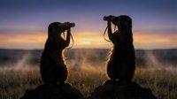 Two silhouetted figures with binoculars observing wildlife during golden hour sunset, backlit against colorful sky for nature photography and outdoor adventure.