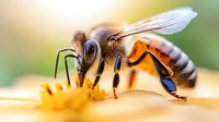 Macro shot of honey bee collecting nectar from yellow flower, showing detailed wing structure and body segments against soft blurred background.