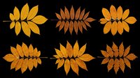 Autumn leaves arranged in six botanical sprays, isolated on transparent background, ready for t-shirt designs, clipart, stickers, sublimation, and print-on-demand projects.