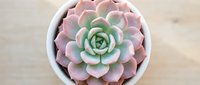 Succulent plant with pink and green rosette leaves in white ceramic pot, overhead view on wooden surface for home decor and gardening projects.