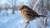 Small brown sparrow perched on frost-covered branch in winter landscape. Wildlife and nature photography suitable for seasonal designs, educational materials, and outdoor themes.