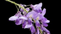 Wisteria purple flower cluster isolated on transparent background, ready for t-shirt design, stickers, clipart, print on demand, and sublimation projects.