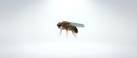 Honey bee in flight against white background, suitable for educational materials, beekeeping content, nature illustrations, and pollination awareness campaigns.