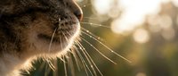Close-up of a tabby cat's face in profile with sunlight illuminating whiskers and fur, suitable for pet care, veterinary, and animal wellness content.
