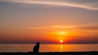 Cat silhouette sitting on beach watching golden sunset over calm ocean water with orange and pink sky colors reflecting on sea surface.