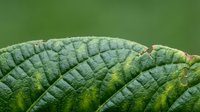 Macro shot of green leaf texture with detailed veins and natural ridges, suitable for nature, botanical, and environmental design projects.