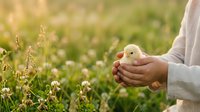 Young child holding a fluffy yellow chick in hands outdoors among wildflowers and grass, symbolizing spring, new life, and gentle care for animals and nature.