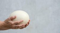 Large ostrich egg held in male hand against neutral background, suitable for food, agriculture, cooking, and culinary design projects.