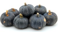Fresh dark gray pumpkins with orange stems arranged in group on white background, seasonal autumn harvest produce for Halloween and fall decoration.