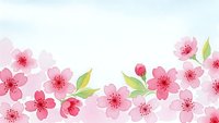 Watercolor cherry blossom flowers with green leaves on white background. Spring floral border design for greeting cards, invitations and decorations.