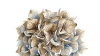 Dried hydrangea flower cluster with papery petals in neutral beige and soft blue tones, isolated on white background for design, crafts, and botanical arrangements.