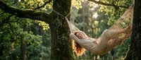 Man relaxing in hammock suspended between trees in forest, enjoying peaceful outdoor leisure time surrounded by green foliage and natural woodland environment.