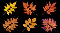 Six colorful autumn leaves in yellow, orange, and red tones, isolated on transparent background. Great for fall clipart, t-shirt design, stickers, and print on demand.