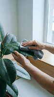 Hands gently cleaning green houseplant leaves with microfiber cloth near bright window. Indoor plant care and maintenance routine for healthy home gardening.