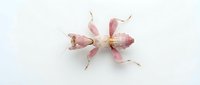 Dried pink flower petals arranged on white background, suitable for botanical studies, wellness content, and natural product packaging design.