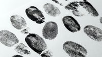 Fingerprints scattered on white background, forensic evidence pattern for criminal investigation, law enforcement, security, and identity verification design projects.